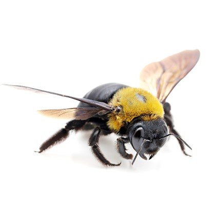 Carpenter Bees1