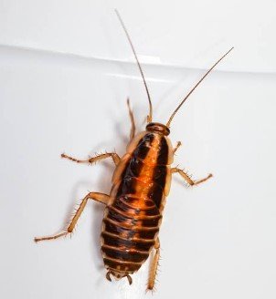 German-Cockroaches1