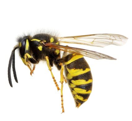 Wasp